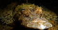   Crocodile fish giving me eye Komodo night dive  